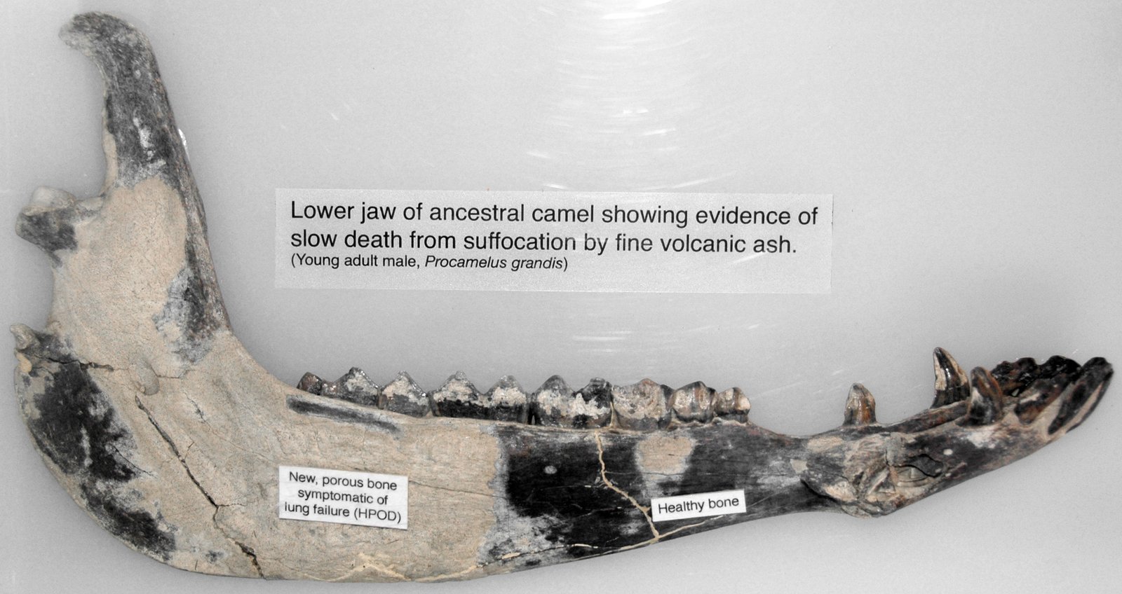Exceptional Preservation: Fossils With Stories to Tell (image credits: wikimedia)