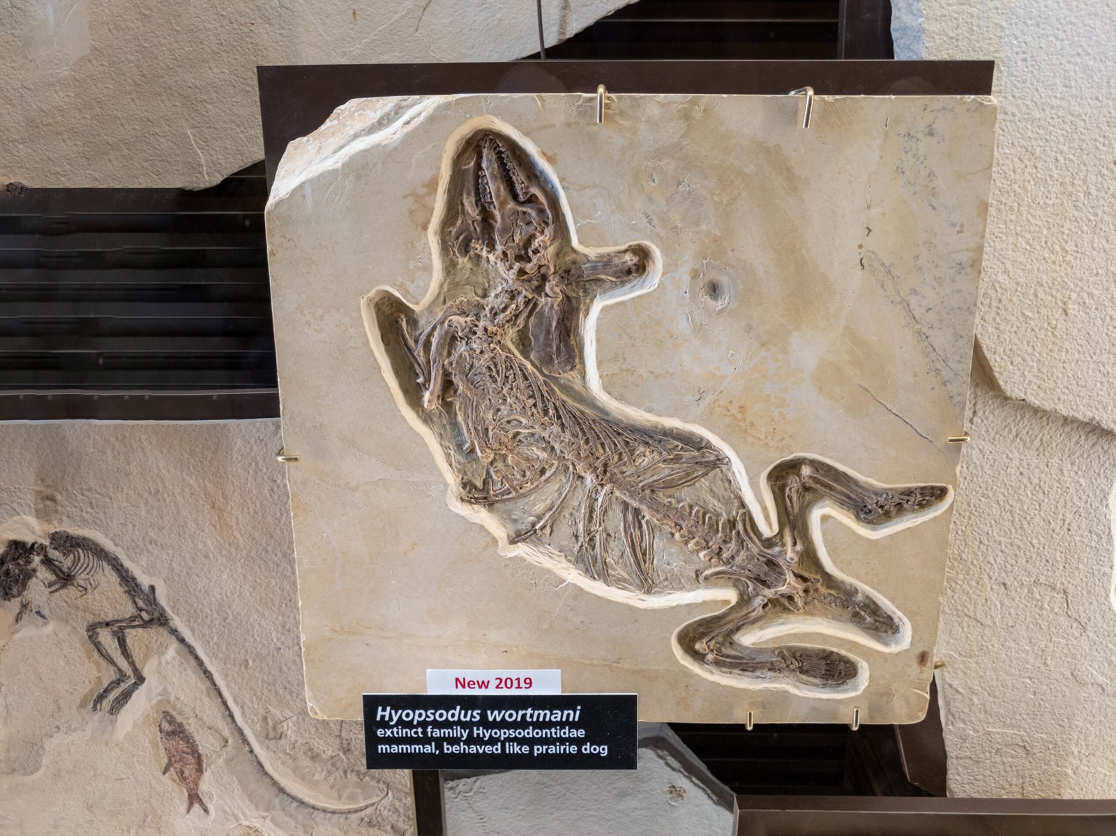 Reconstructing Ancient Ecosystems: Life After the Dinosaurs (image credits: wikimedia)