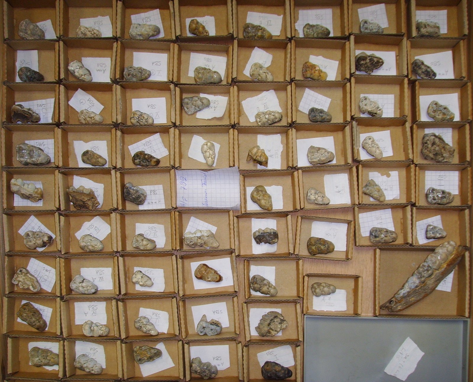 Fossil Teeth: Tiny Clues With Big Stories (image credits: wikimedia)