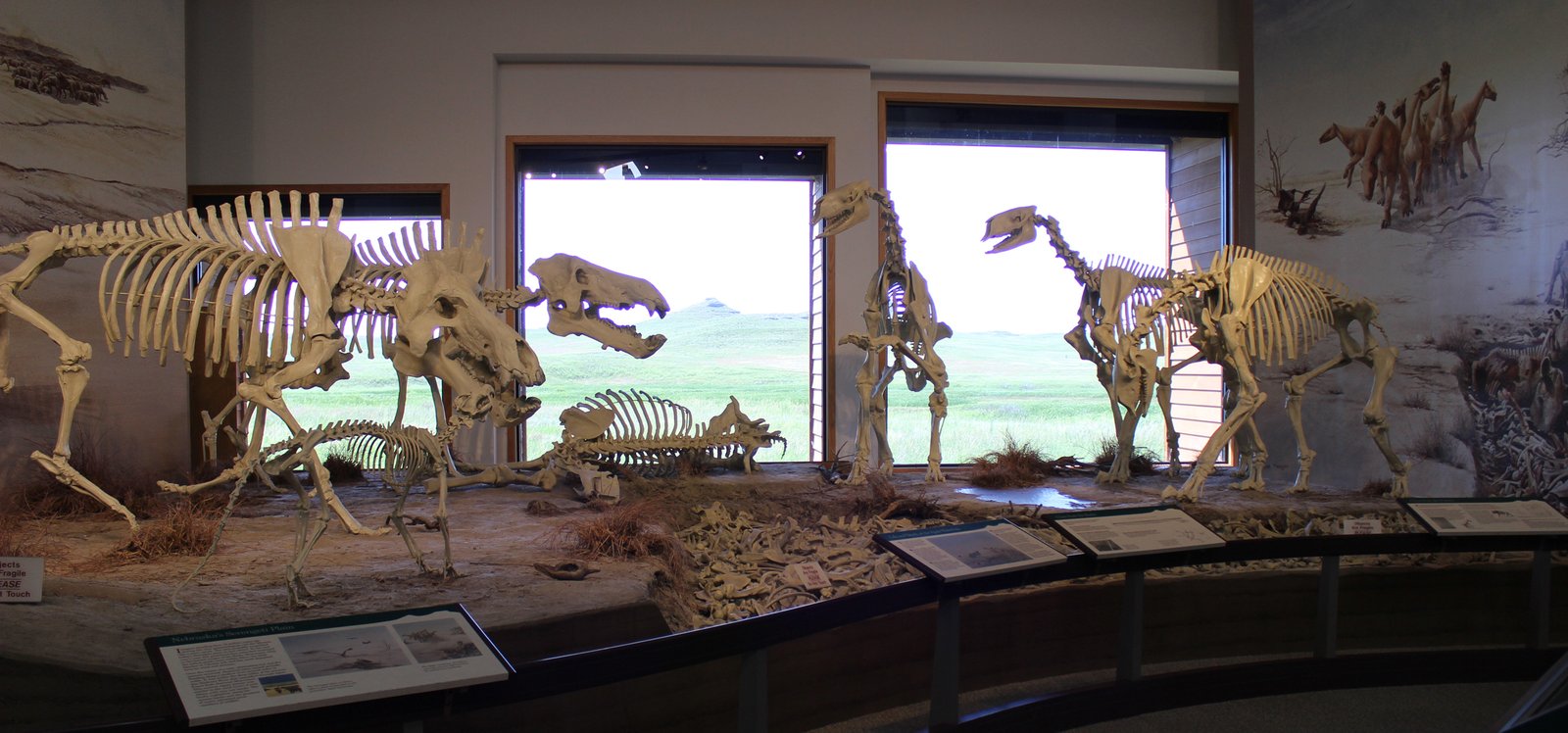 Ancient Giants and Tiny Survivors: The Range of Belgian Mammals (image credits: wikimedia)