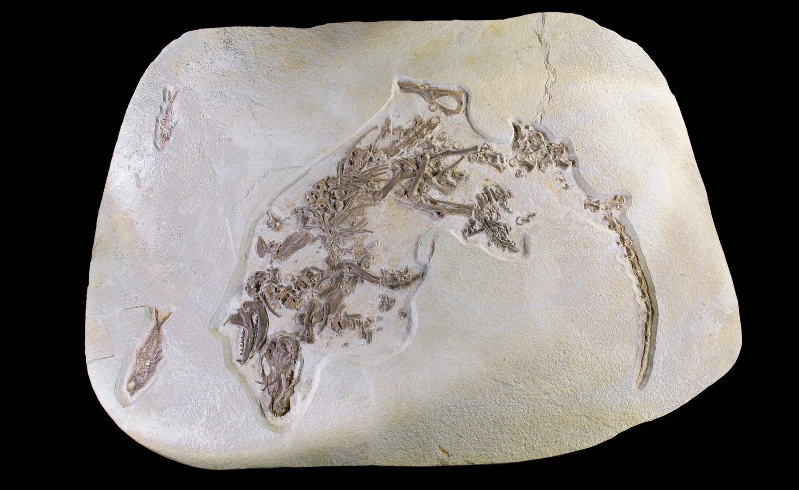 Tracking the Rise of Placental Mammals (image credits: wikimedia)