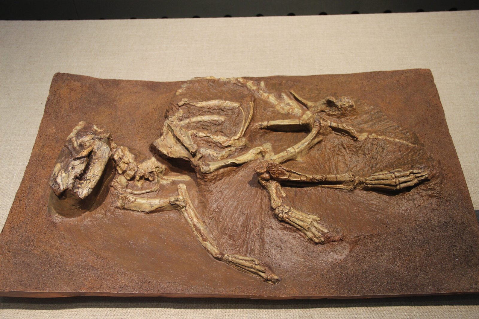 Birds, Reptiles, and Mammals: A Living Mosaic (image credits: wikimedia)