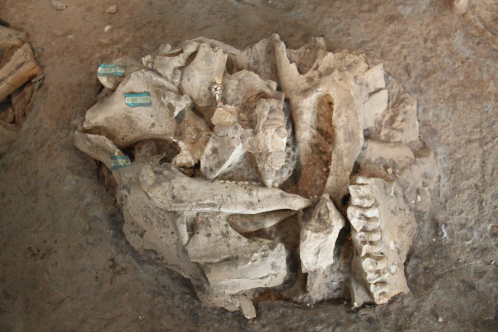 Challenges and Controversies in Belgian Paleontology (image credits: wikimedia)