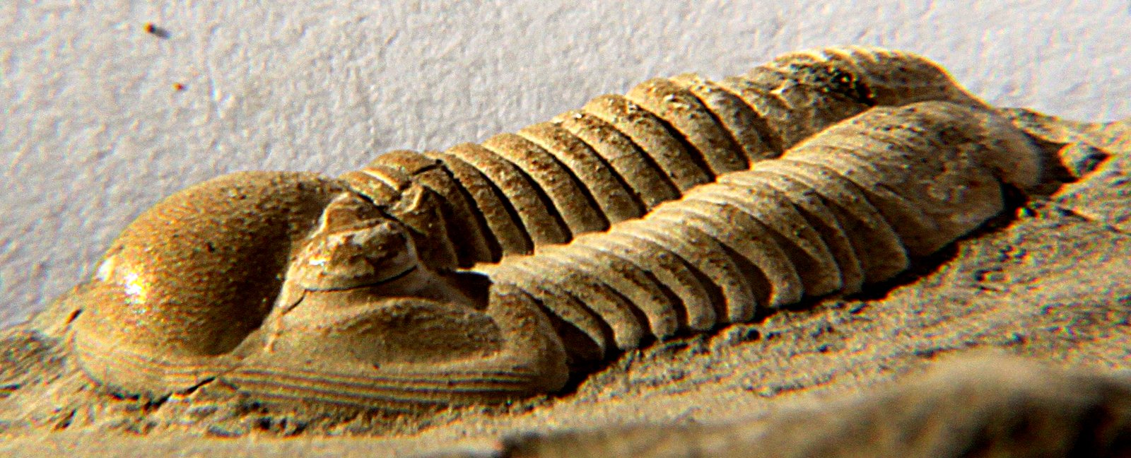 Fossil Discoveries in Belgian Mines Provide New Insights into Mammalian Evolution