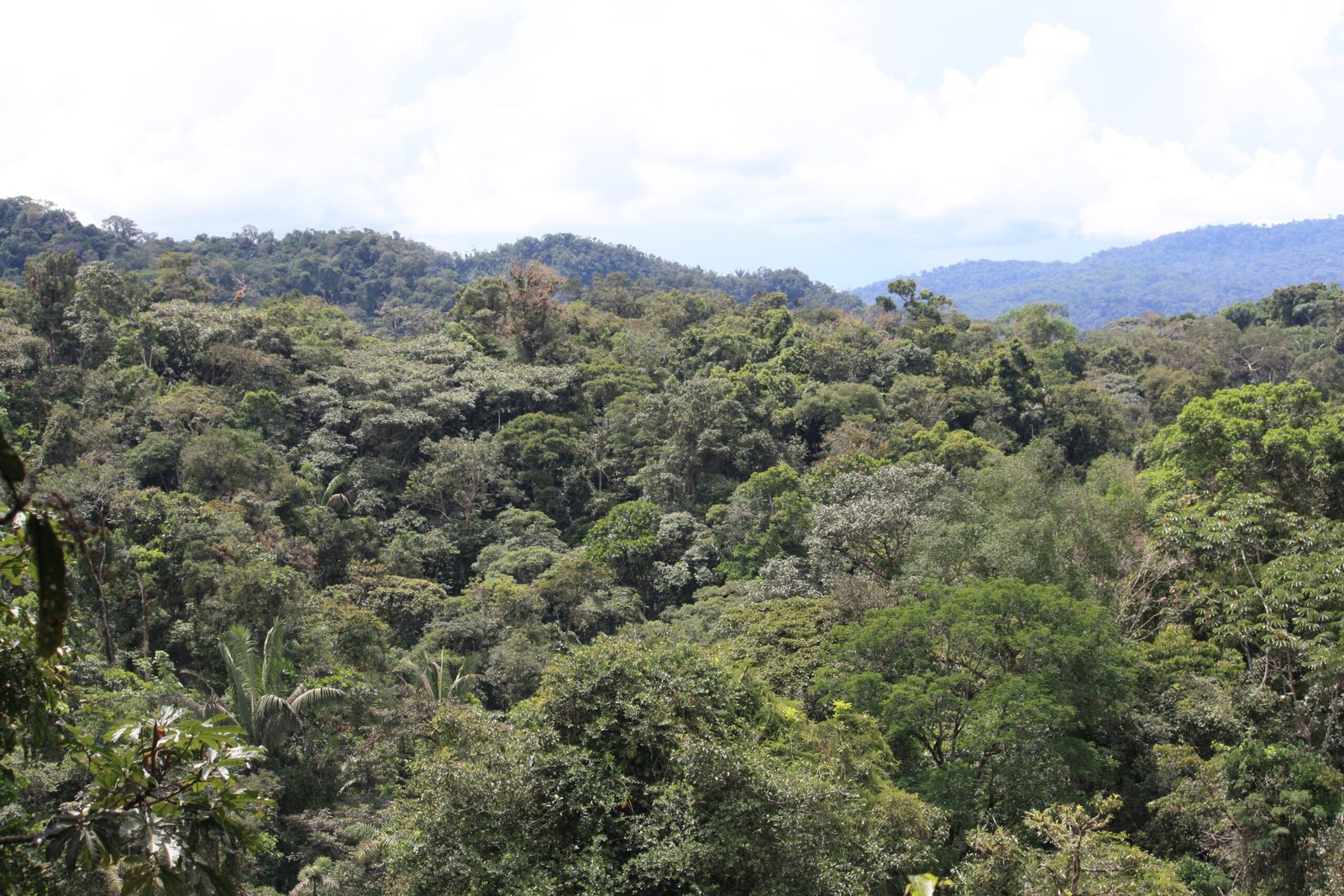 Challenges of Fieldwork in the Amazon (image credits: wikimedia)