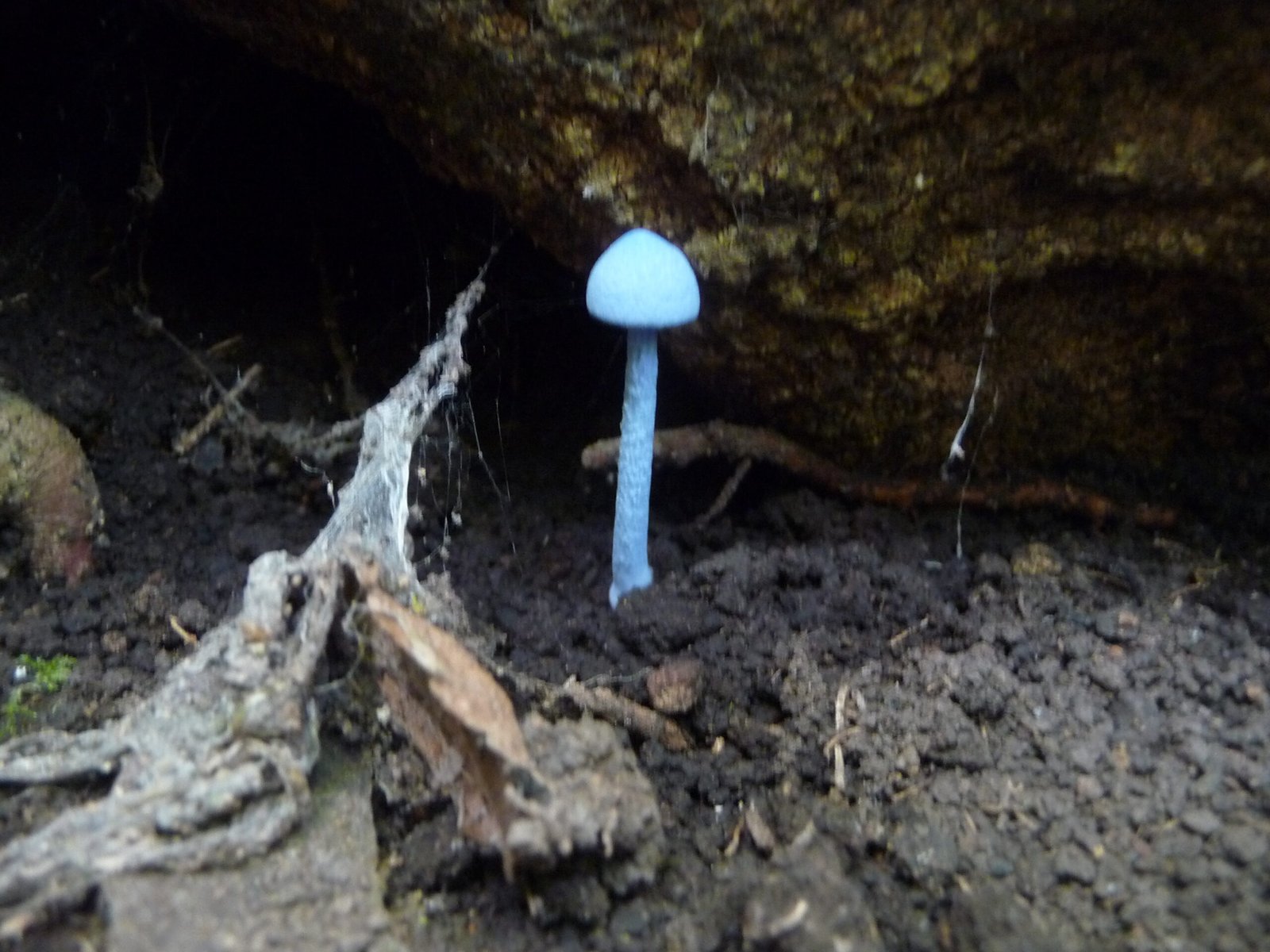 Rare and Bizarre Species: Stranger Than Fiction (image credits: wikimedia)