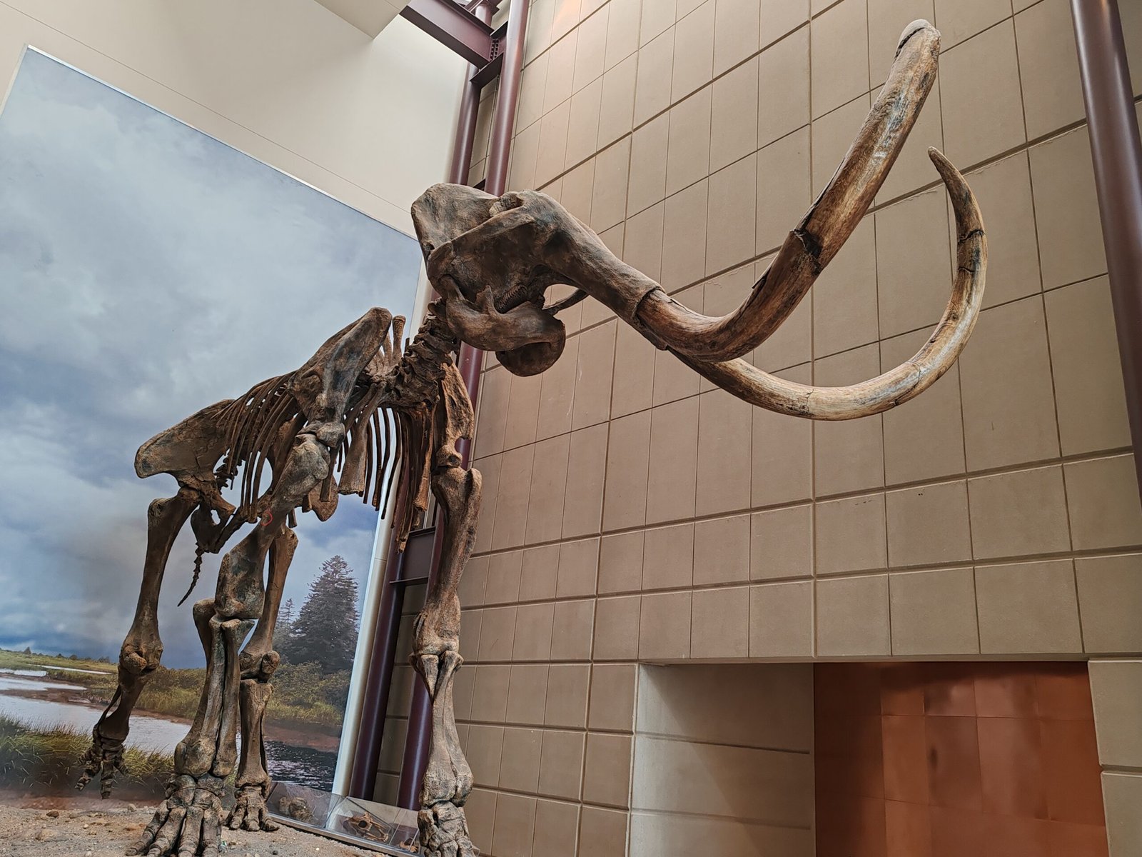 The Mammoth’s Shadow: Vienna’s Most Famous Fossil Resident (image credits: wikimedia)