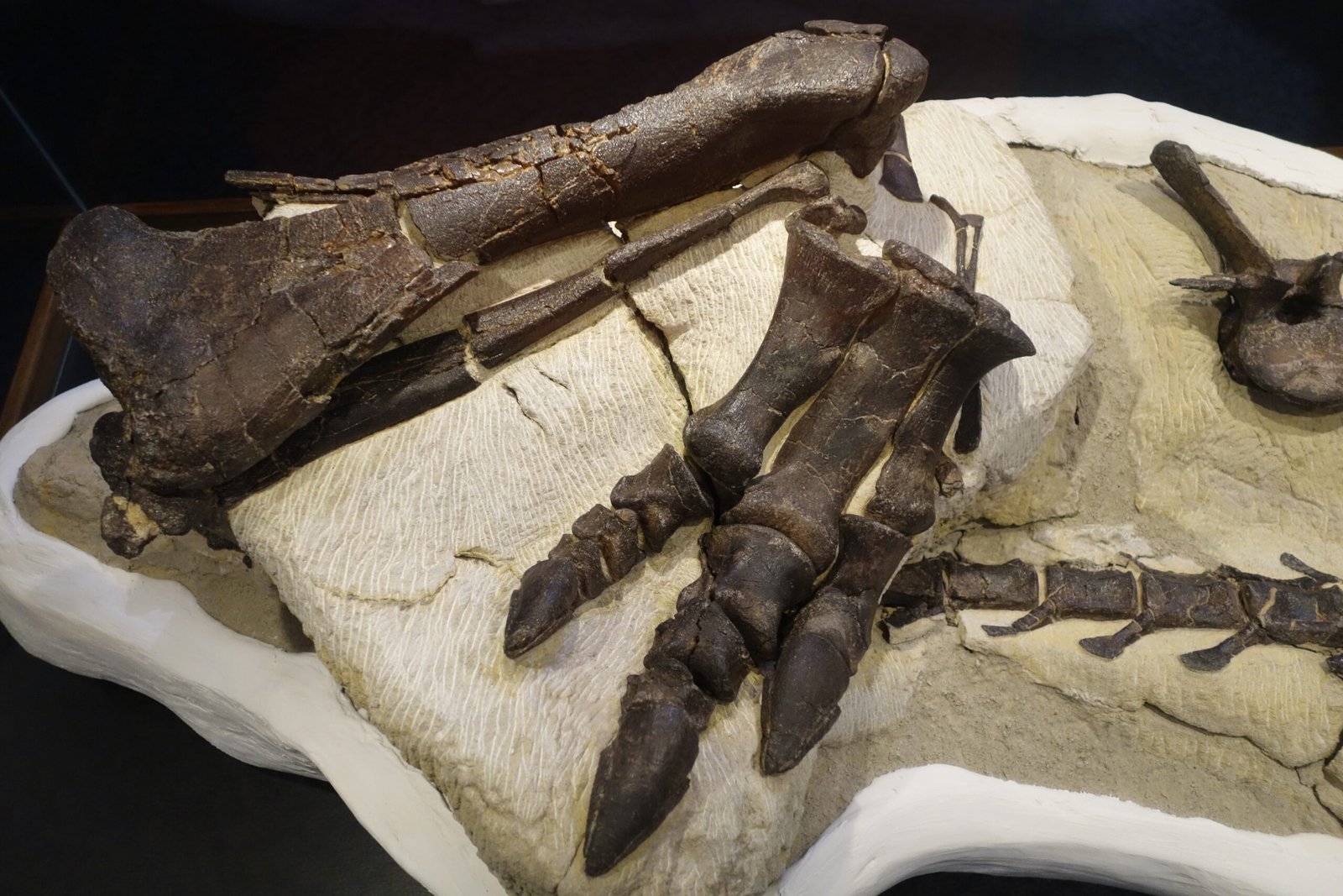 The Hidden Dangers: Why Bones Don’t Last Forever (image credits: wikimedia)