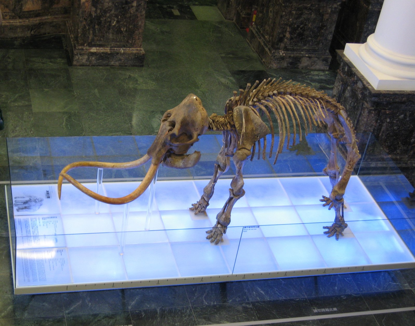 Fossil Museums: Vienna’s Ancient Treasures on Display (image credits: wikimedia)