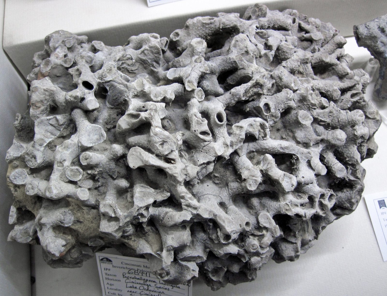 The Ancient Sea Creatures of Palmerston North (image credits: wikimedia)