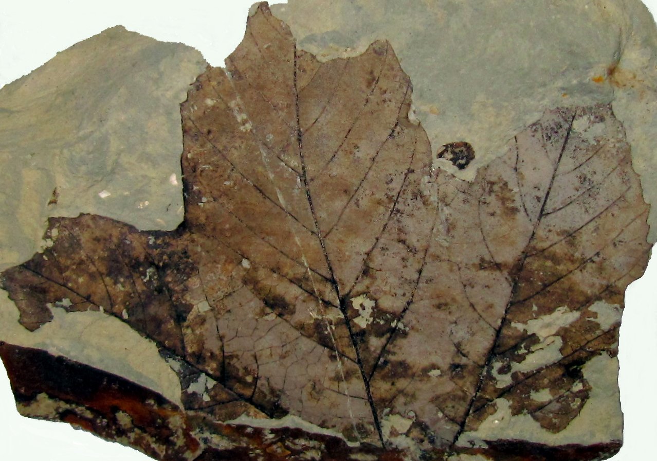 Prehistoric Plants: Leafy Echoes in Stone (image credits: wikimedia)