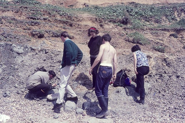 Local Fossil Hunting: A Treasure Hunt for All Ages (image credits: wikimedia)