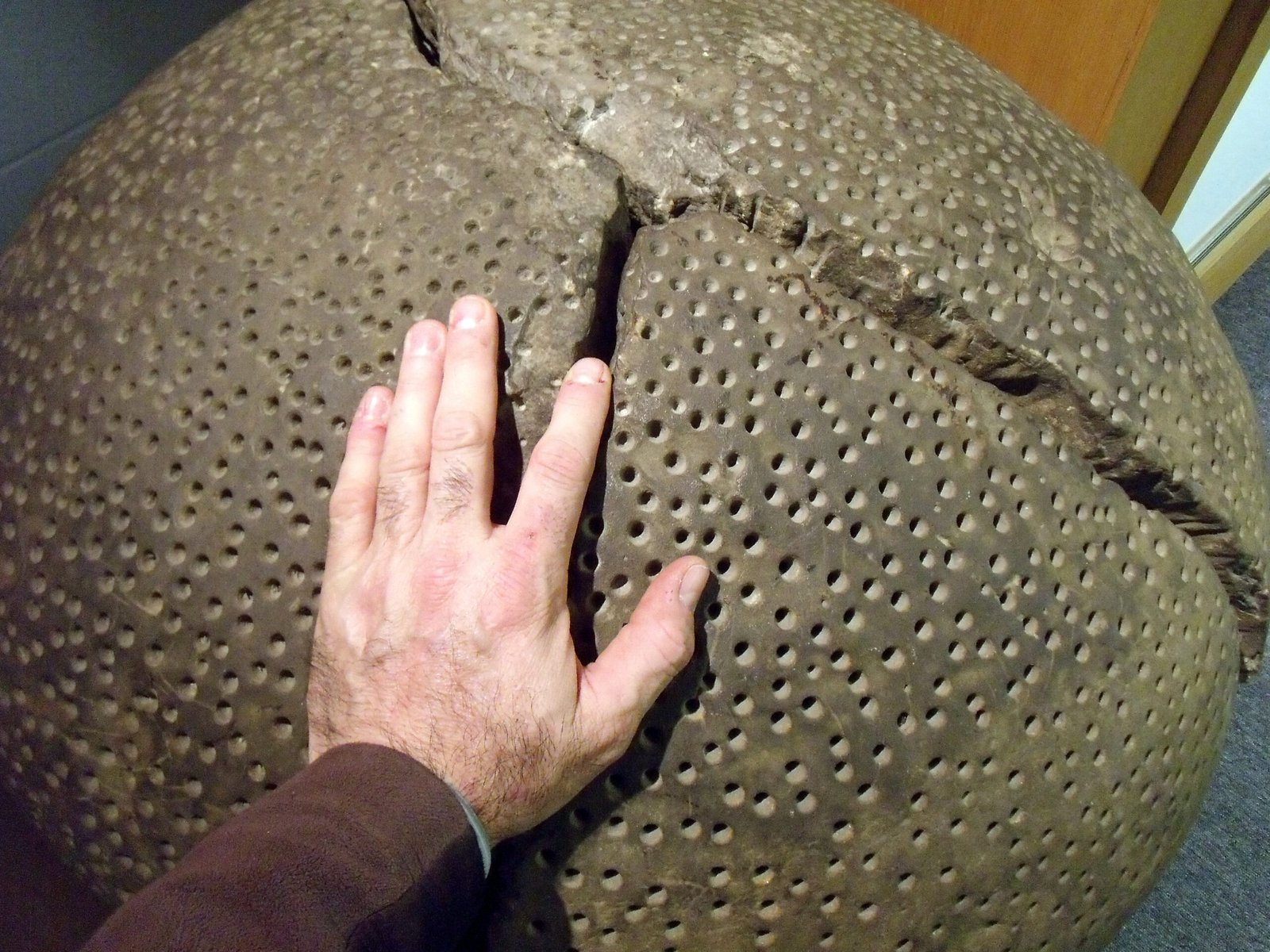 The Mystery of Missing Fossils (image credits: wikimedia)