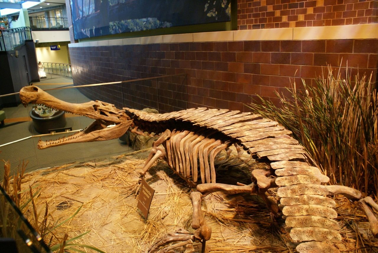 Education and Fossils: Inspiring Future Scientists (image credits: wikimedia)