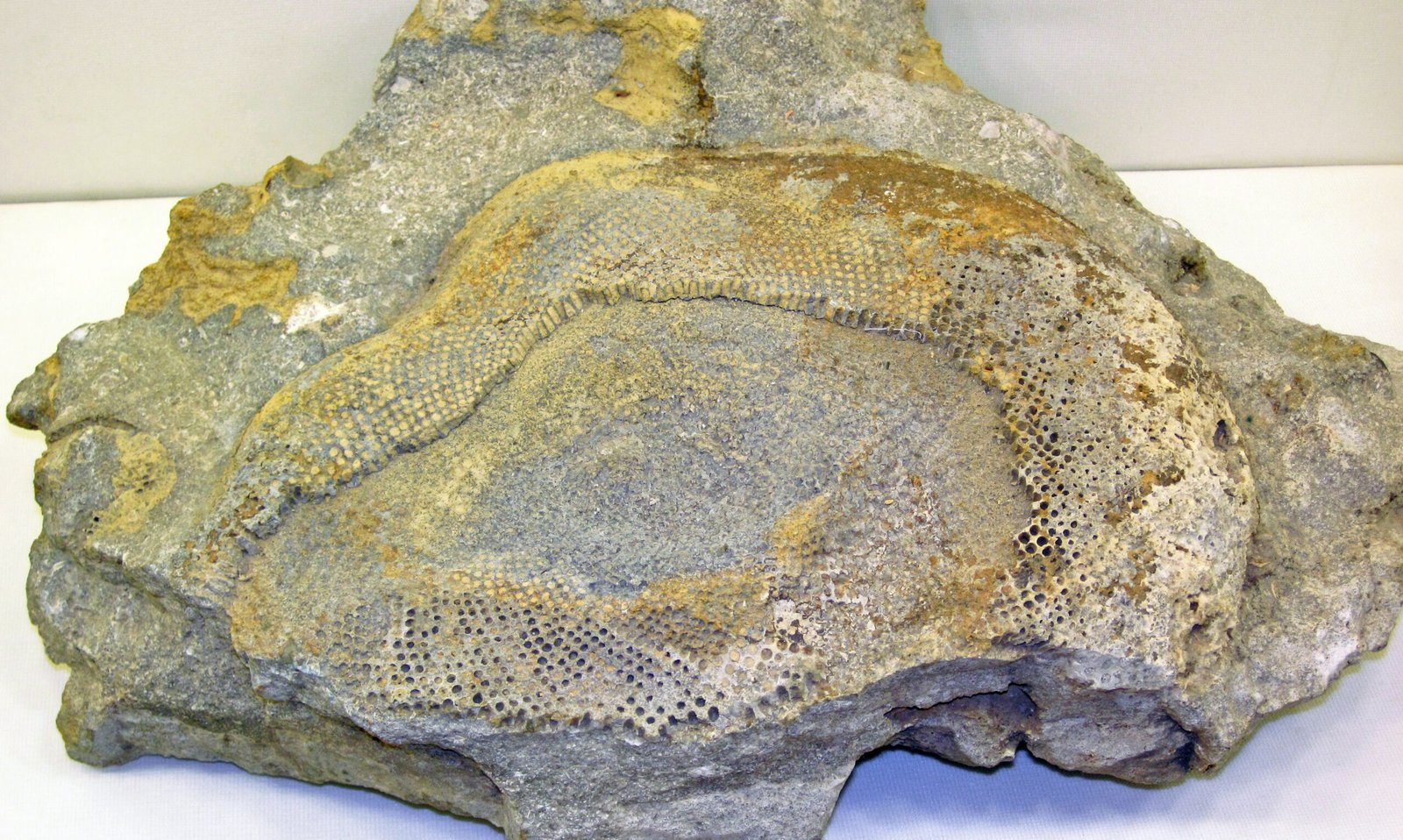 The Enduring Mystery Beneath Our Feet (image credits: wikimedia)