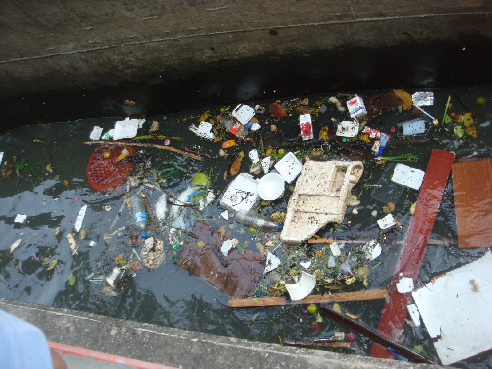 Plastic Pollution’s Invisible Toll on Marine Life (image credits: wikimedia)