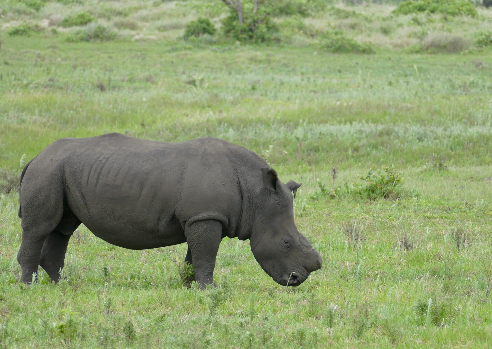 Dehorning: A Controversial Solution (image credits: wikimedia)