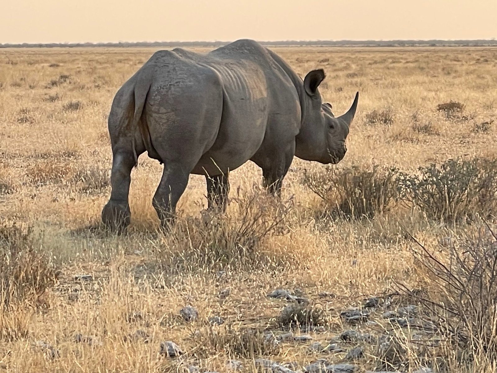 Rhinos in the Ecosystem: More Than Just a Horn (image credits: wikimedia)