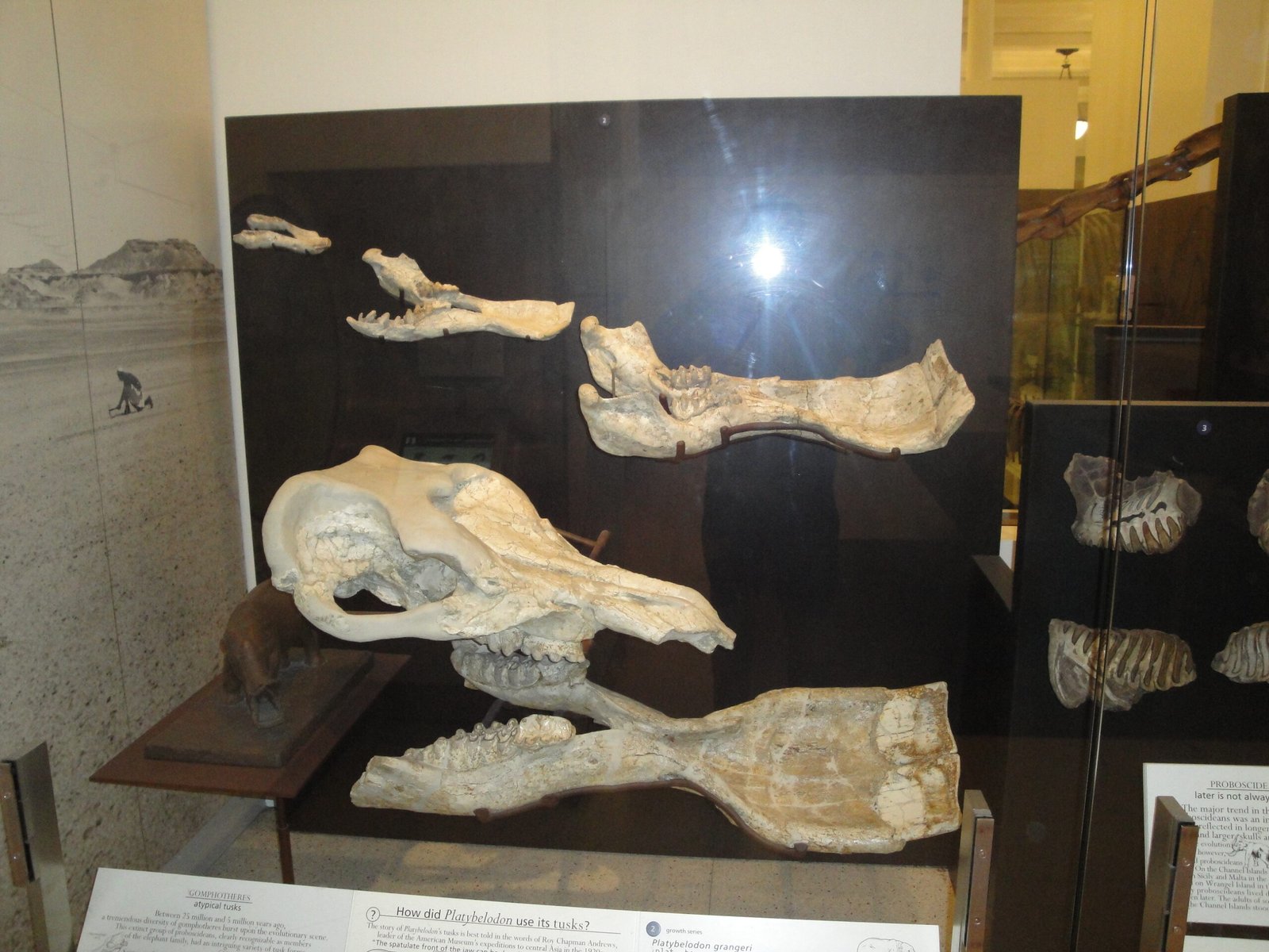 Fossils and Ancient Life: Discoveries Below Ground (image credits: wikimedia)