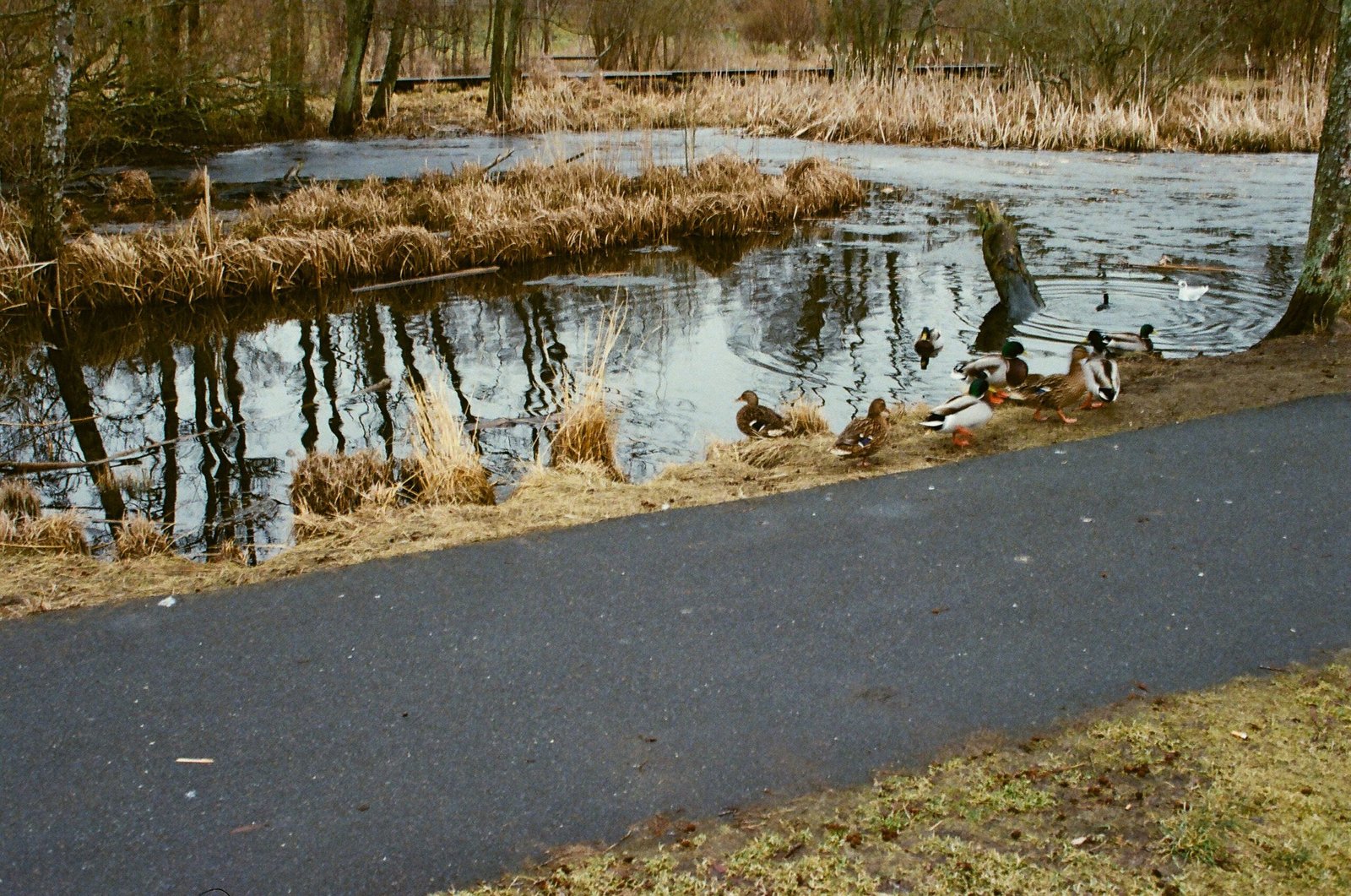 Restoring the Lost Wetlands: A Dream for the Future (image credits: wikimedia)