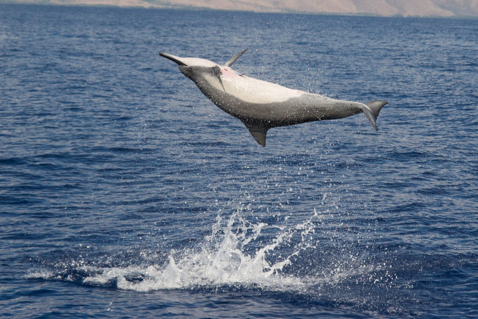 Sanctuaries: A New Model for Dolphin Care (image credits: wikimedia)