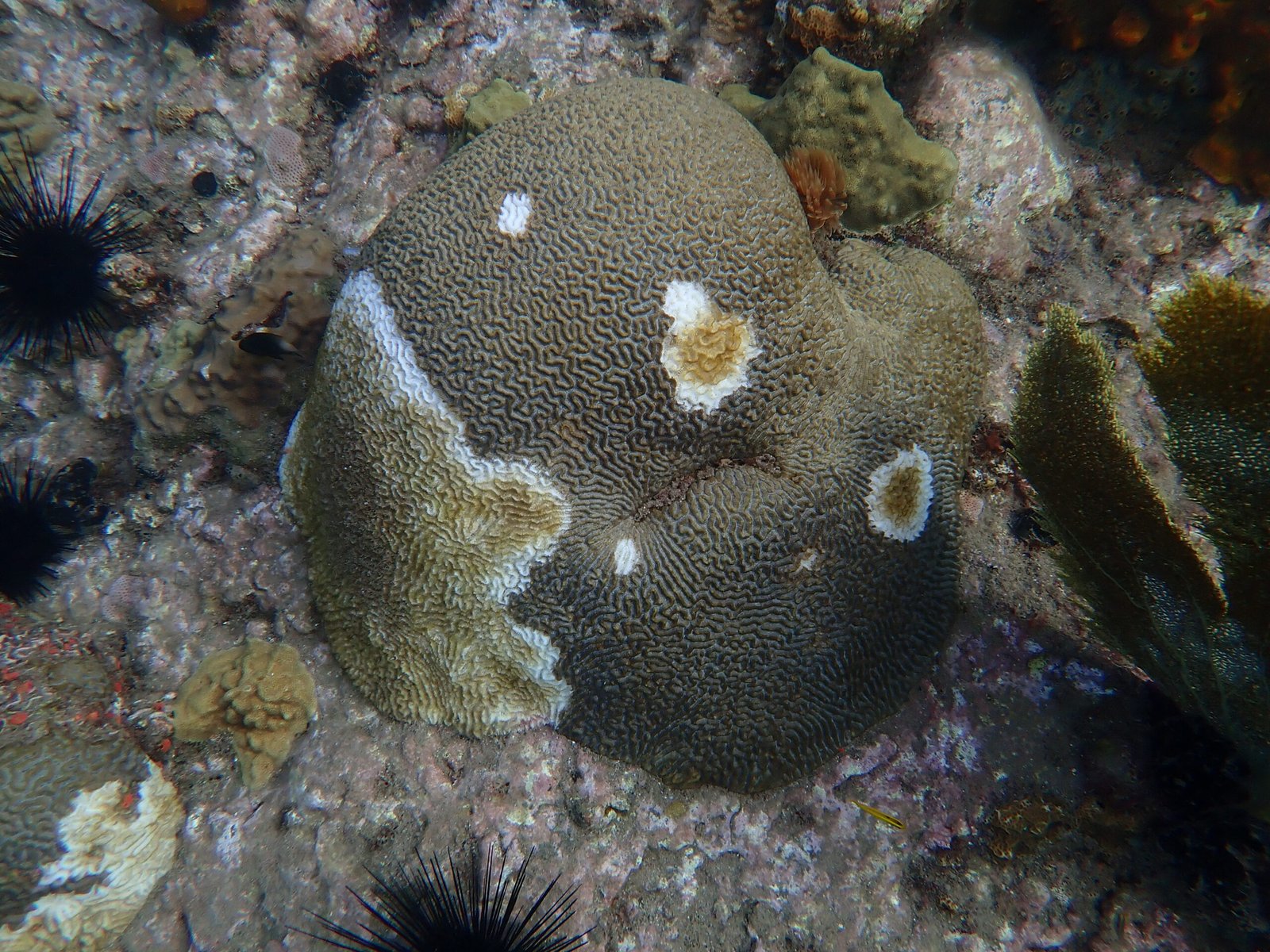 Stony Coral Tissue Loss Disease: The Silent Killer (image credits: wikimedia)