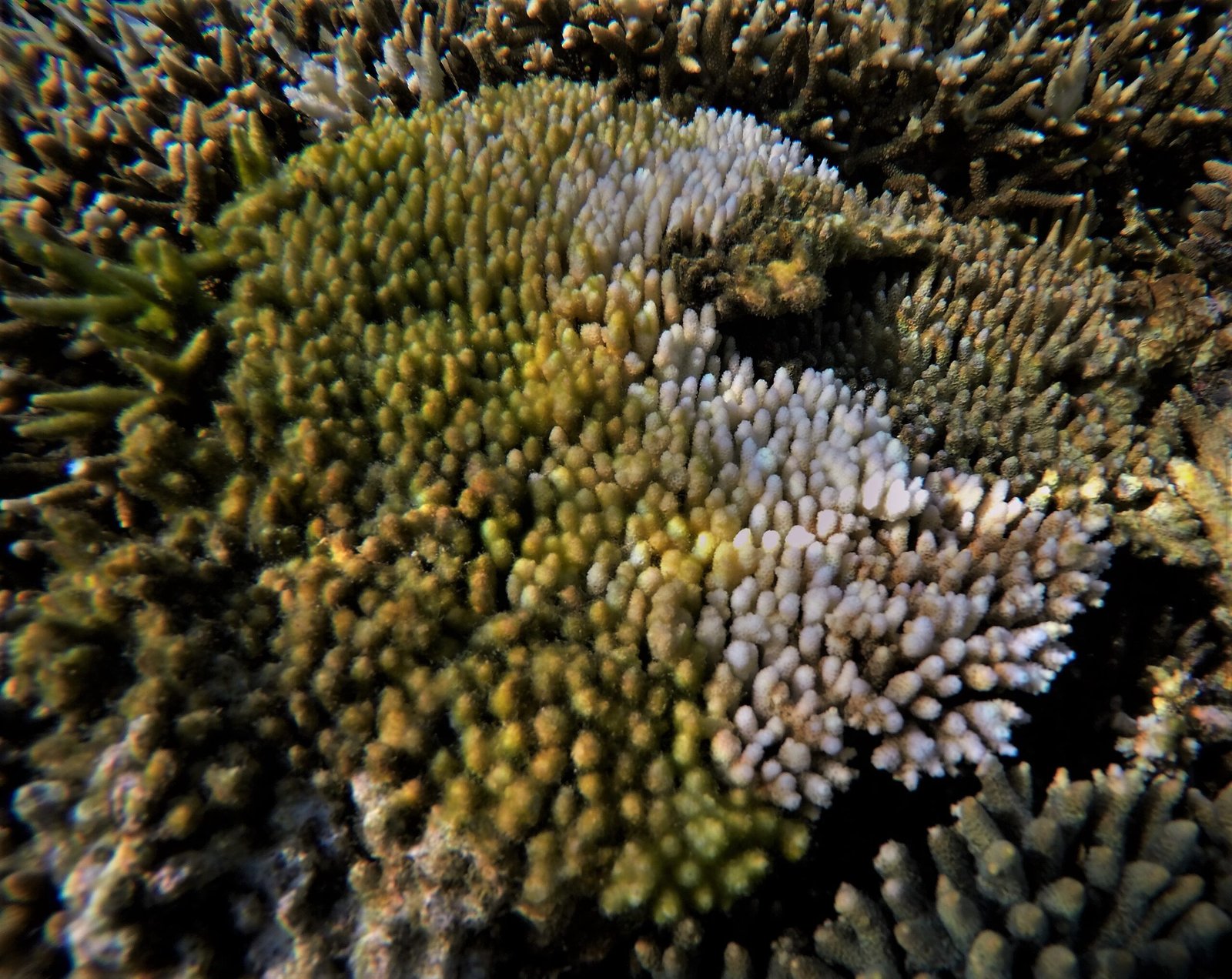 The Mystery of Disease Origins (image credits: wikimedia)
