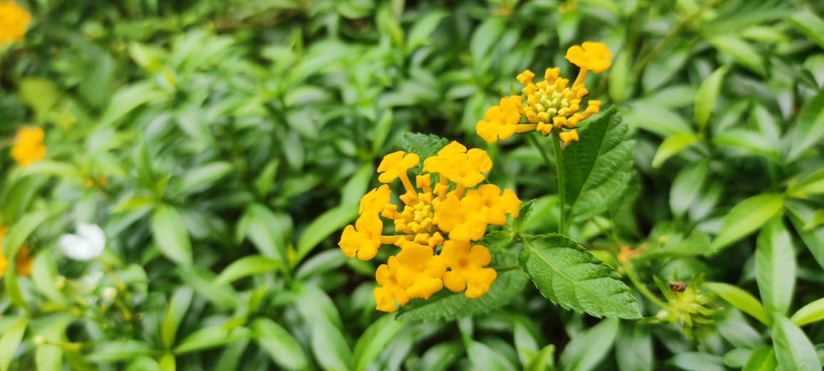 The Birth of Botanical Wisdom (image credits: wikimedia)