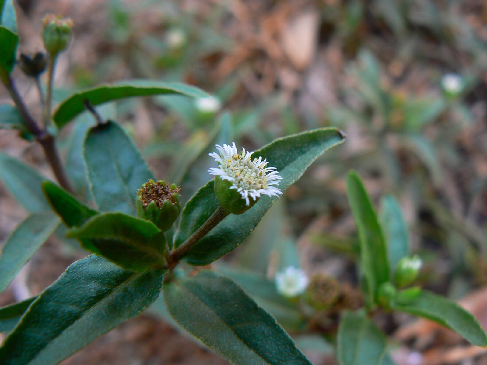 India’s Ayurvedic Gardens (image credits: wikimedia)
