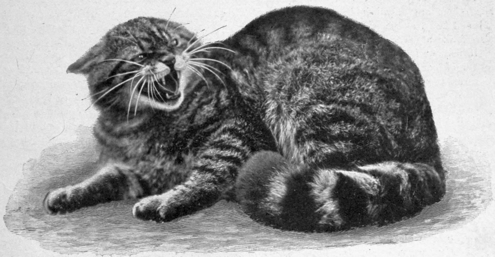 The Ancient Lineage: A Feline Older Than the Highlands (image credits: wikimedia)