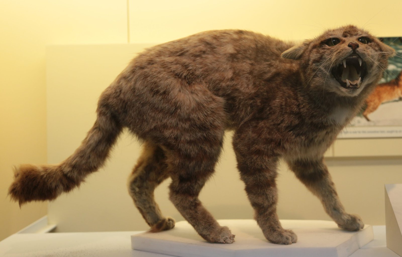 Appearance: More Than Just a Striped Tabby (image credits: wikimedia)