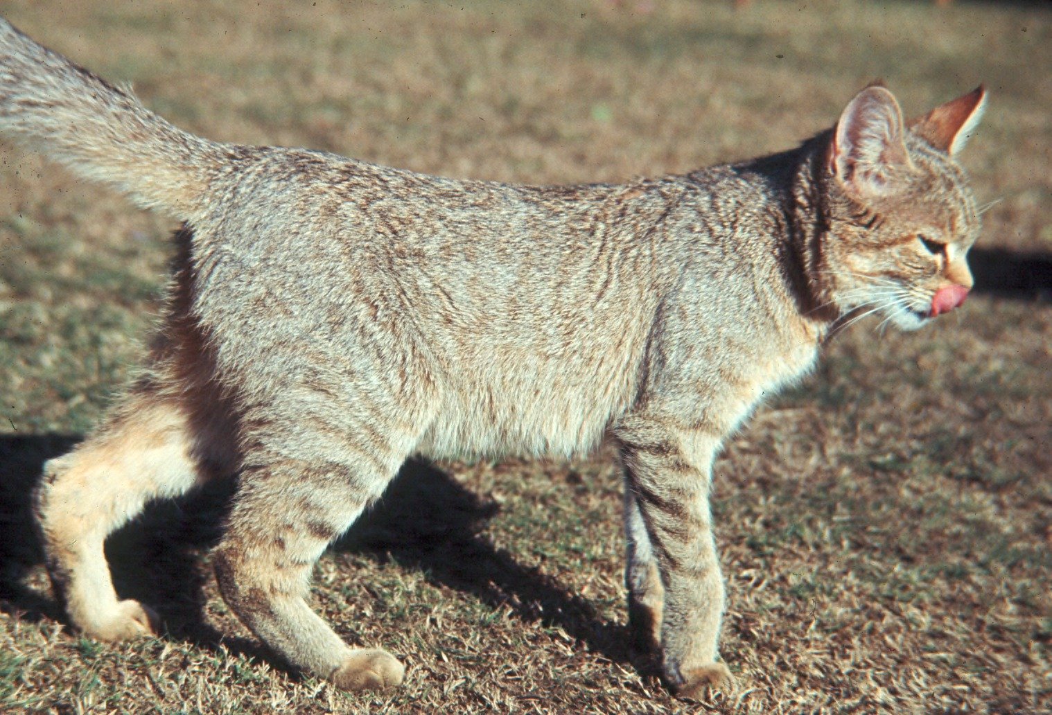 Diet and Hunting: The Perfect Predator (image credits: wikimedia)