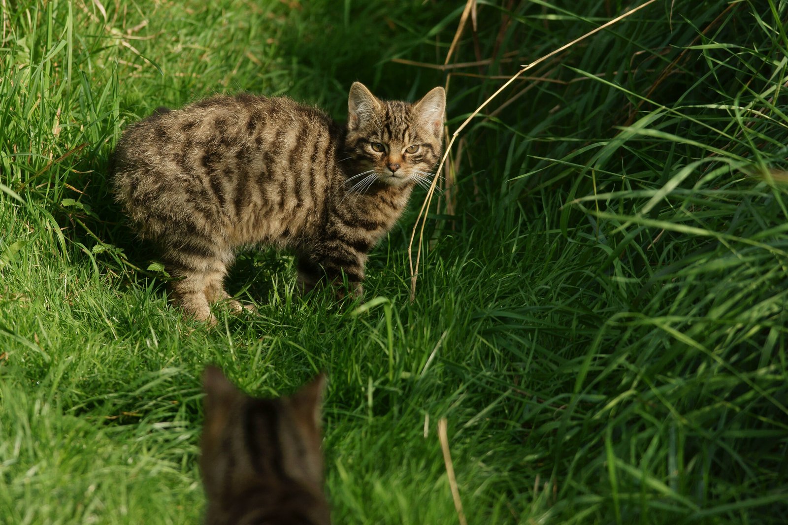 Reproduction and Family Life: Raising the Next Generation (image credits: wikimedia)