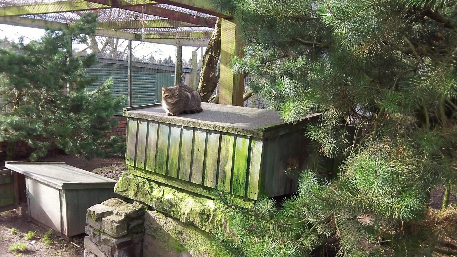 Reintroduction: A Second Chance in the Wild (image credits: wikimedia)