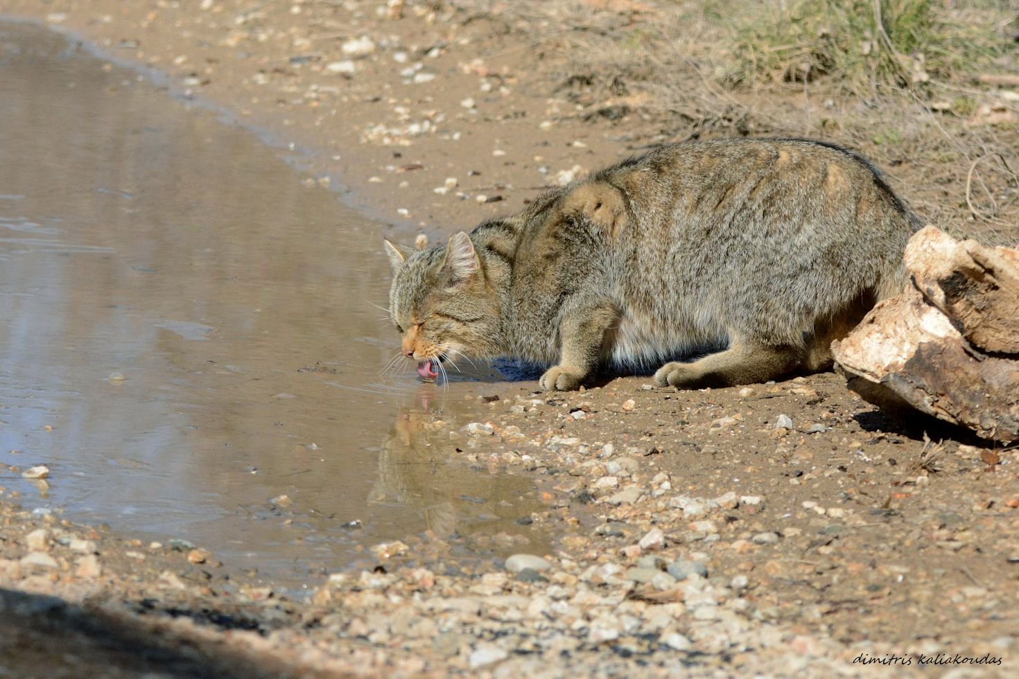 International Comparisons: Wildcats Around the World (image credits: wikimedia)