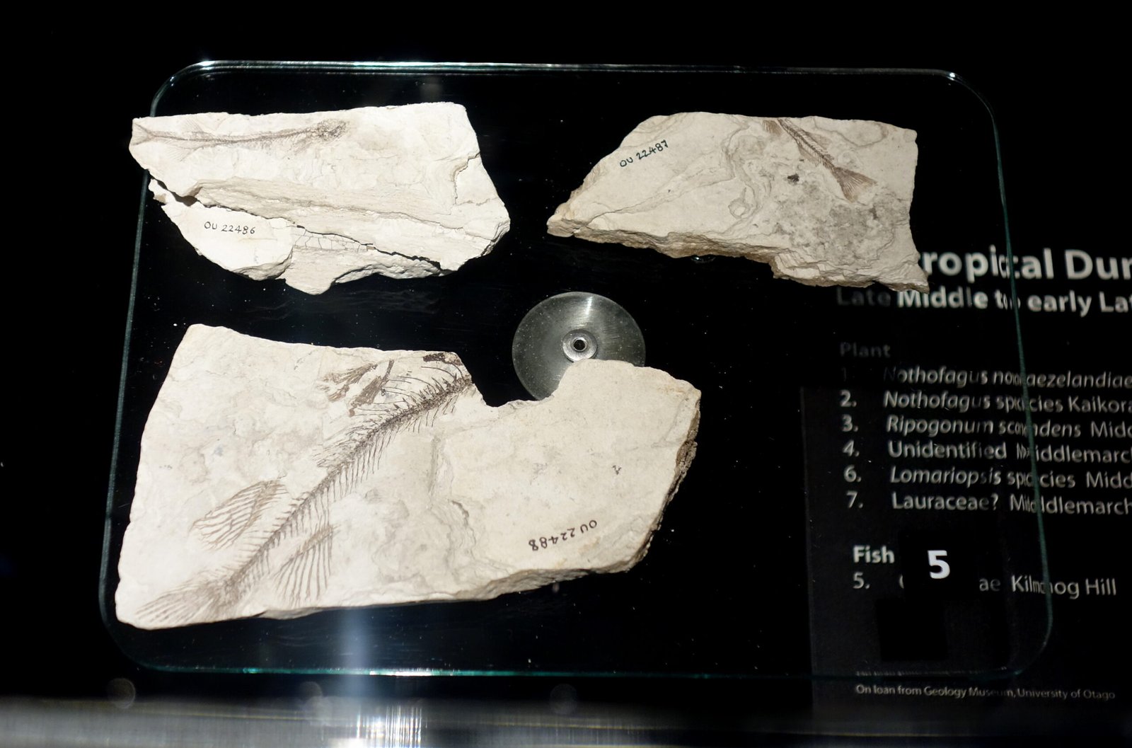 Sub-Antarctic Fossils: Windows to a Lost World (image credits: wikimedia)