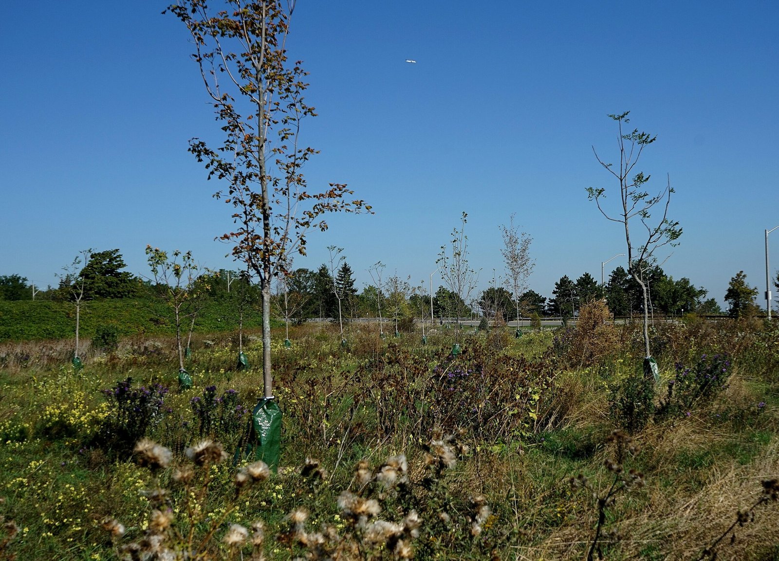 The Promise and Pitfalls of Reforestation (image credits: wikimedia)