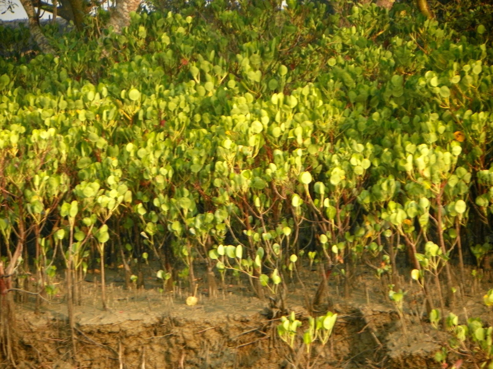 Clues to Past Hurricanes and Sea Level Changes (image credits: wikimedia)