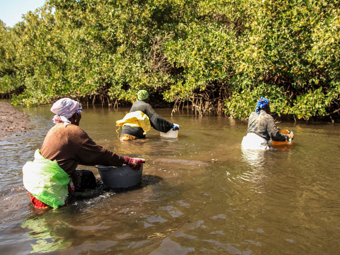 Traditional Wisdom and Local Communities (image credits: wikimedia)