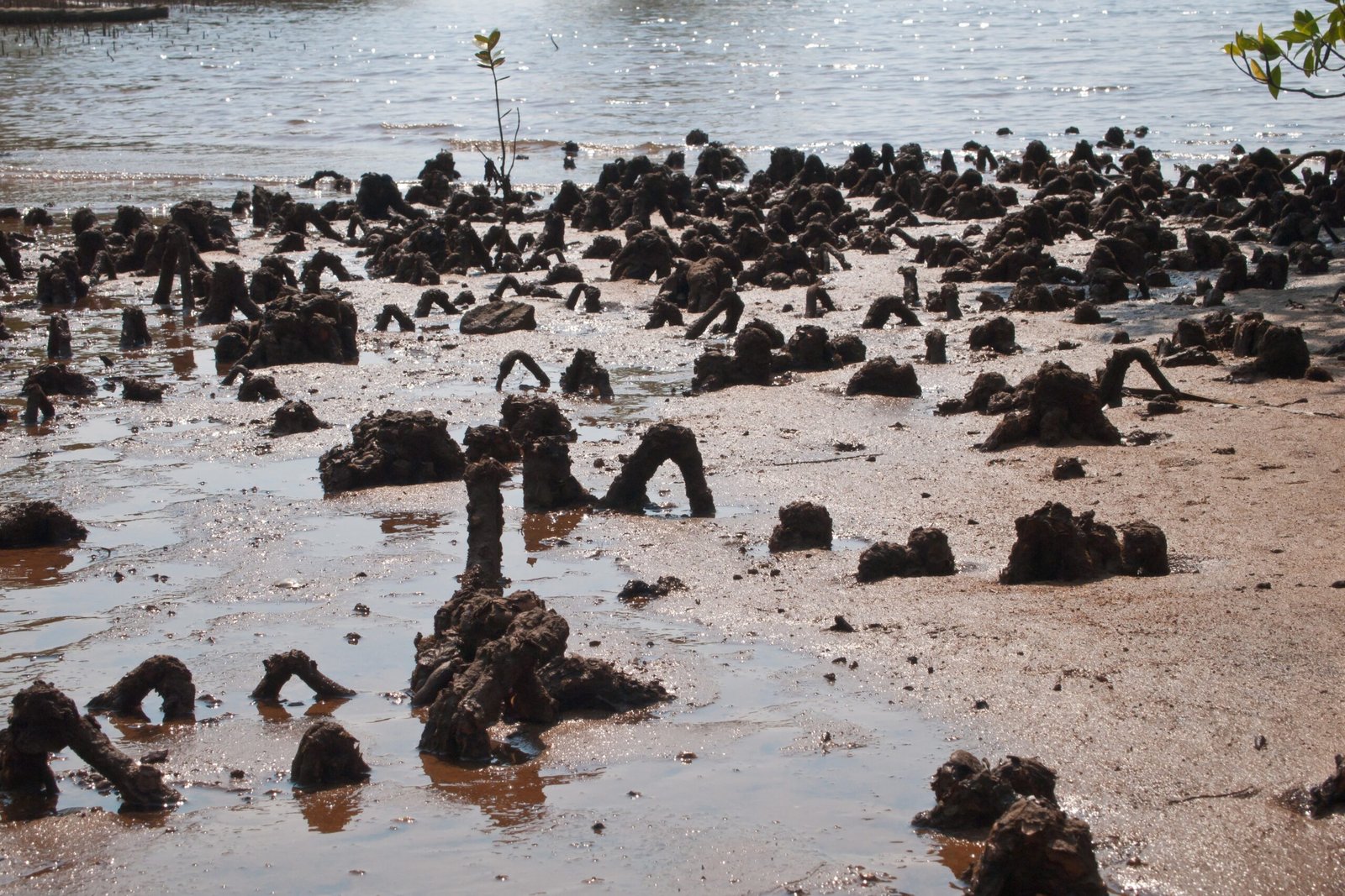 How Mangroves Inspire Modern Engineering (image credits: wikimedia)