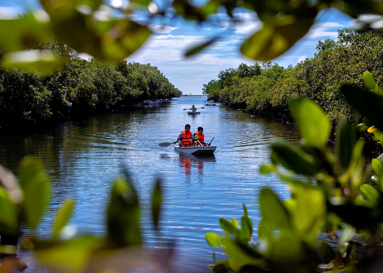 Why Mangroves Matter for Everyone (image credits: wikimedia)