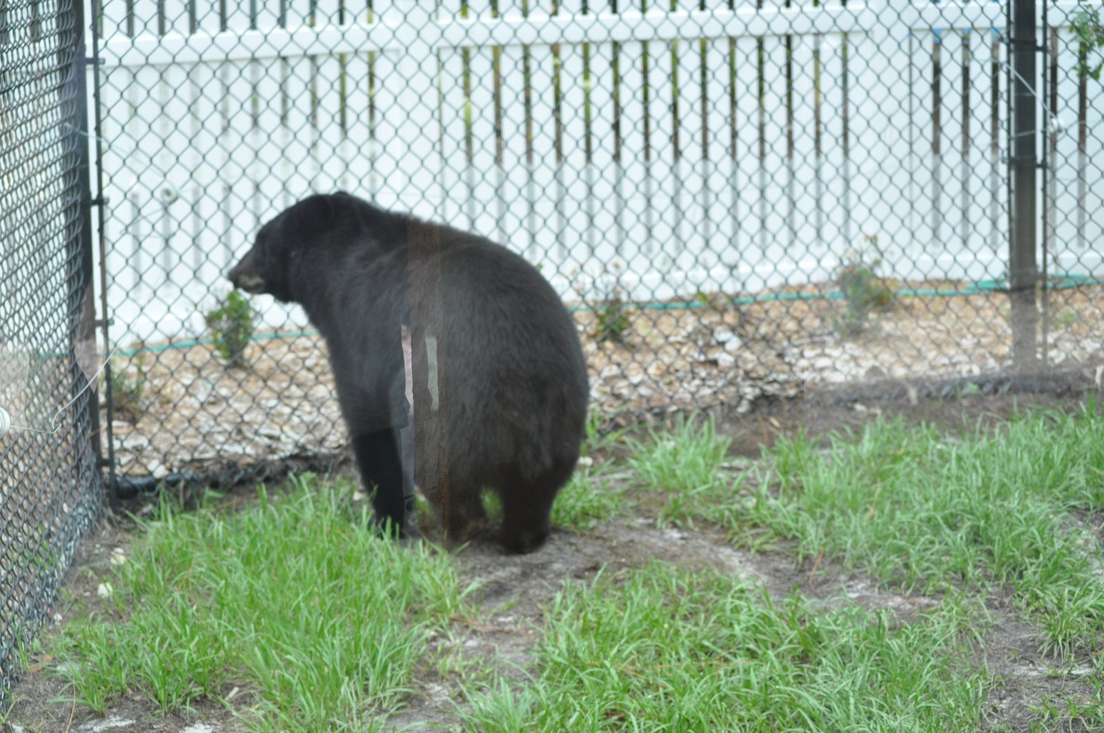 Bears in the Backyard (image credits: wikimedia)