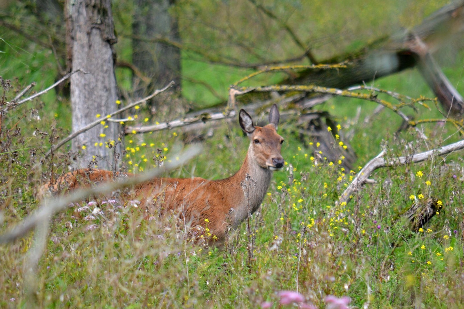 Rewilding: A Bold New Approach (image credits: wikimedia)