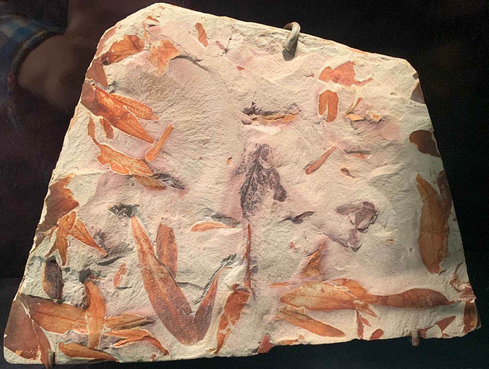 The Mighty Glossopteris: King of the Swamp (image credits: wikimedia)