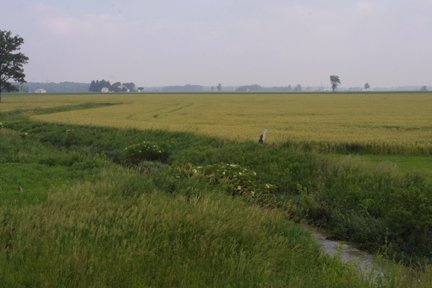 Permian Extinction: When the Swamps Fell Silent (image credits: wikimedia)