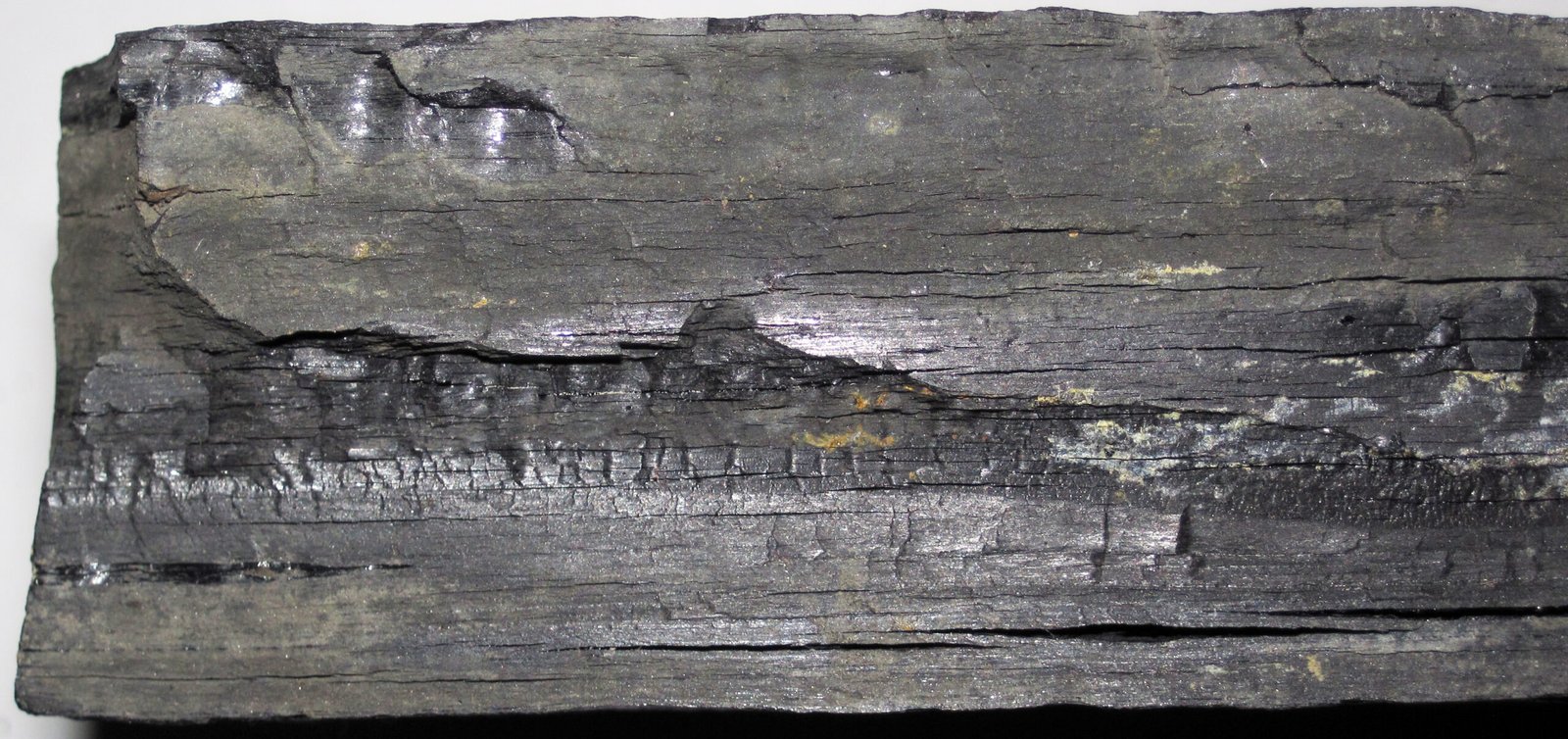 Coal Swamps and Modern Climate Lessons (image credits: wikimedia)