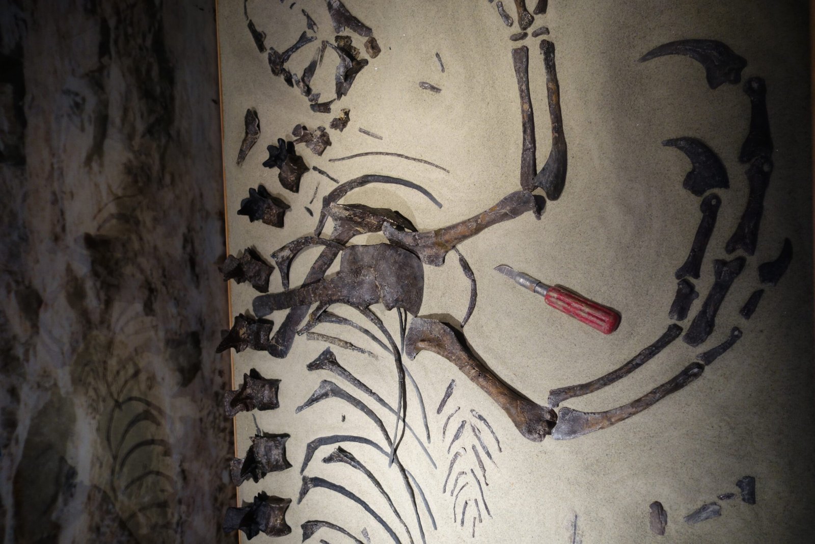 Unearthing the Unexpected: Surprising Fossil Finds (image credits: wikimedia)