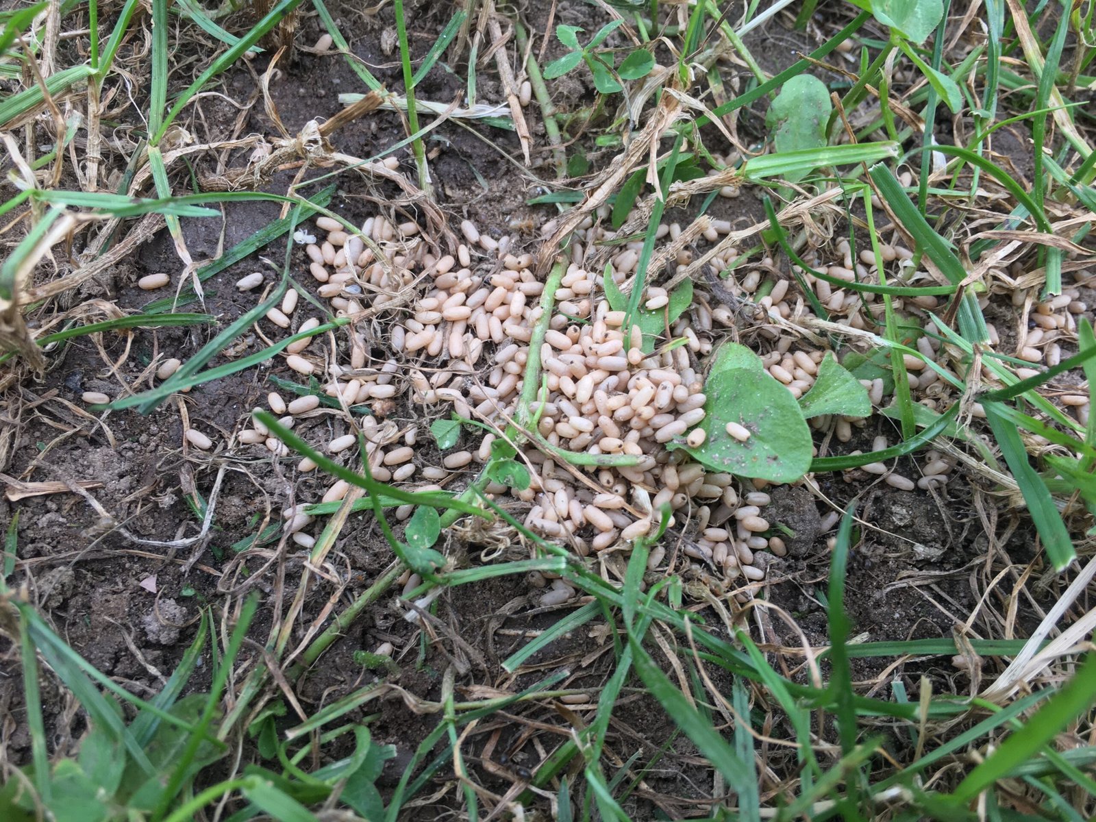 Challenges and Threats to Ant Architecture (image credits: wikimedia)