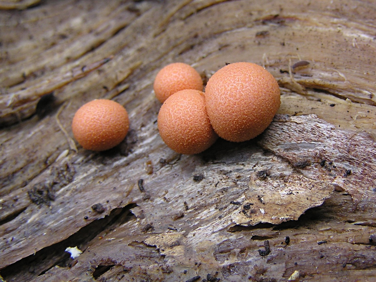 Meet the Star: What Exactly Is a Slime Mold? (image credits: wikimedia)