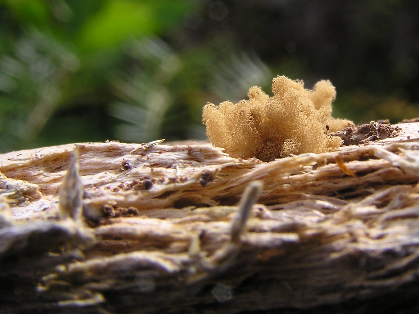 Learning from Failure: Slime Molds and Resilience (image credits: wikimedia)